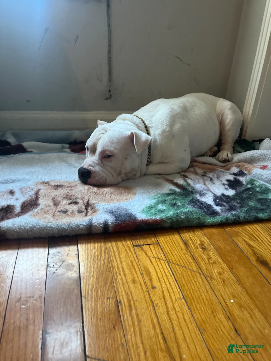 Mixed Breed dogs for sale: Mixed Breed Puppy 1 - Ad 1