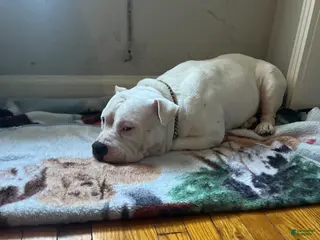 Mixed Breed dogs Mixed Breed Puppy 1 - Ad 37