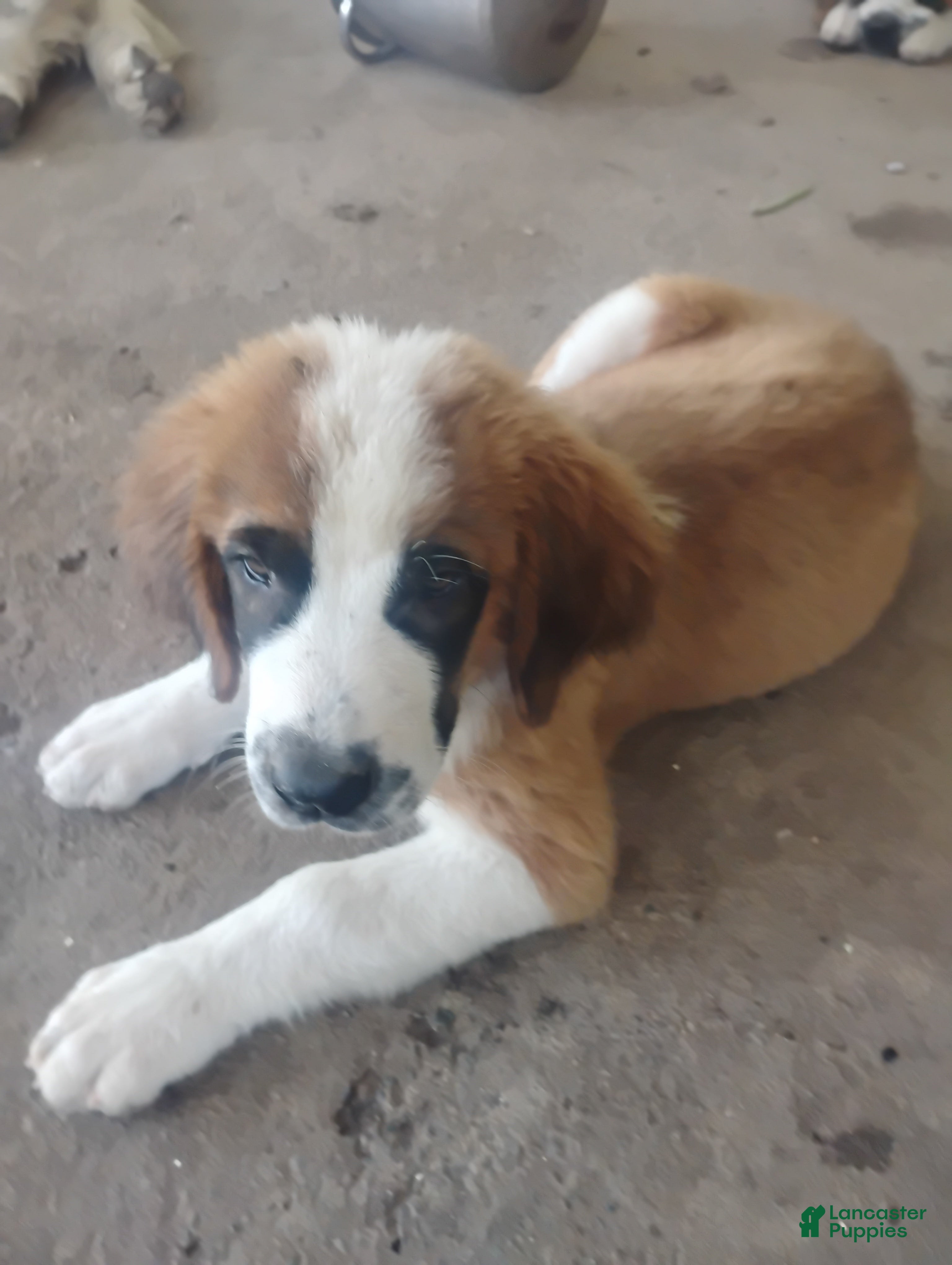 Saint Bernard dogs Saint Bernard 3 - Ad 31