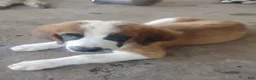 Saint Bernard dogs for sale: Saint Bernard 3 - Ad 1