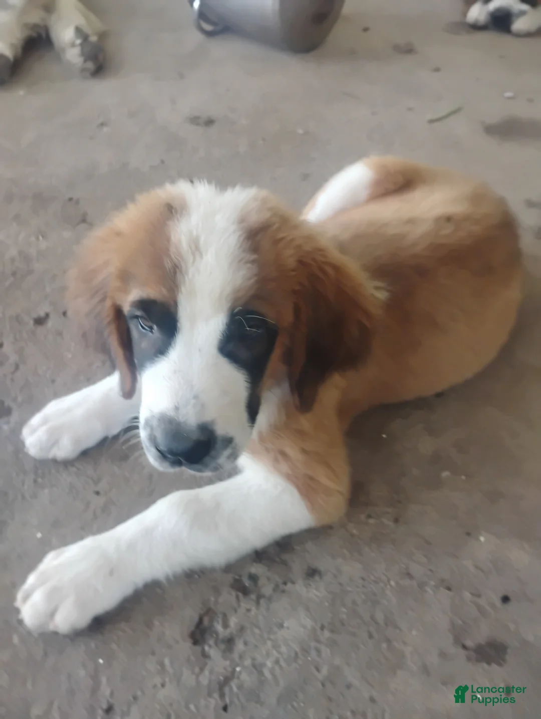 Saint Bernard dogs for sale: Saint Bernard 3 - Ad 1