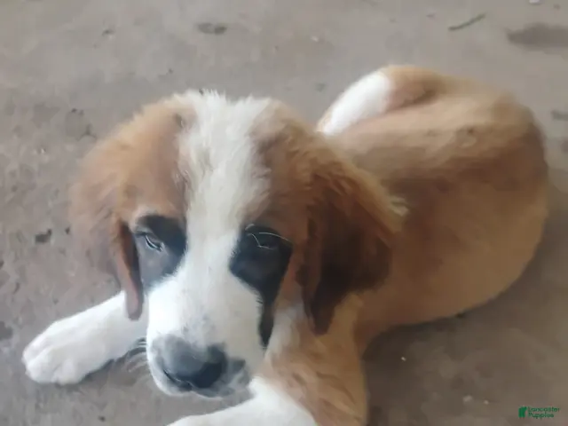 Saint Bernard dogs for sale: Saint Bernard 3 - Ad 31
