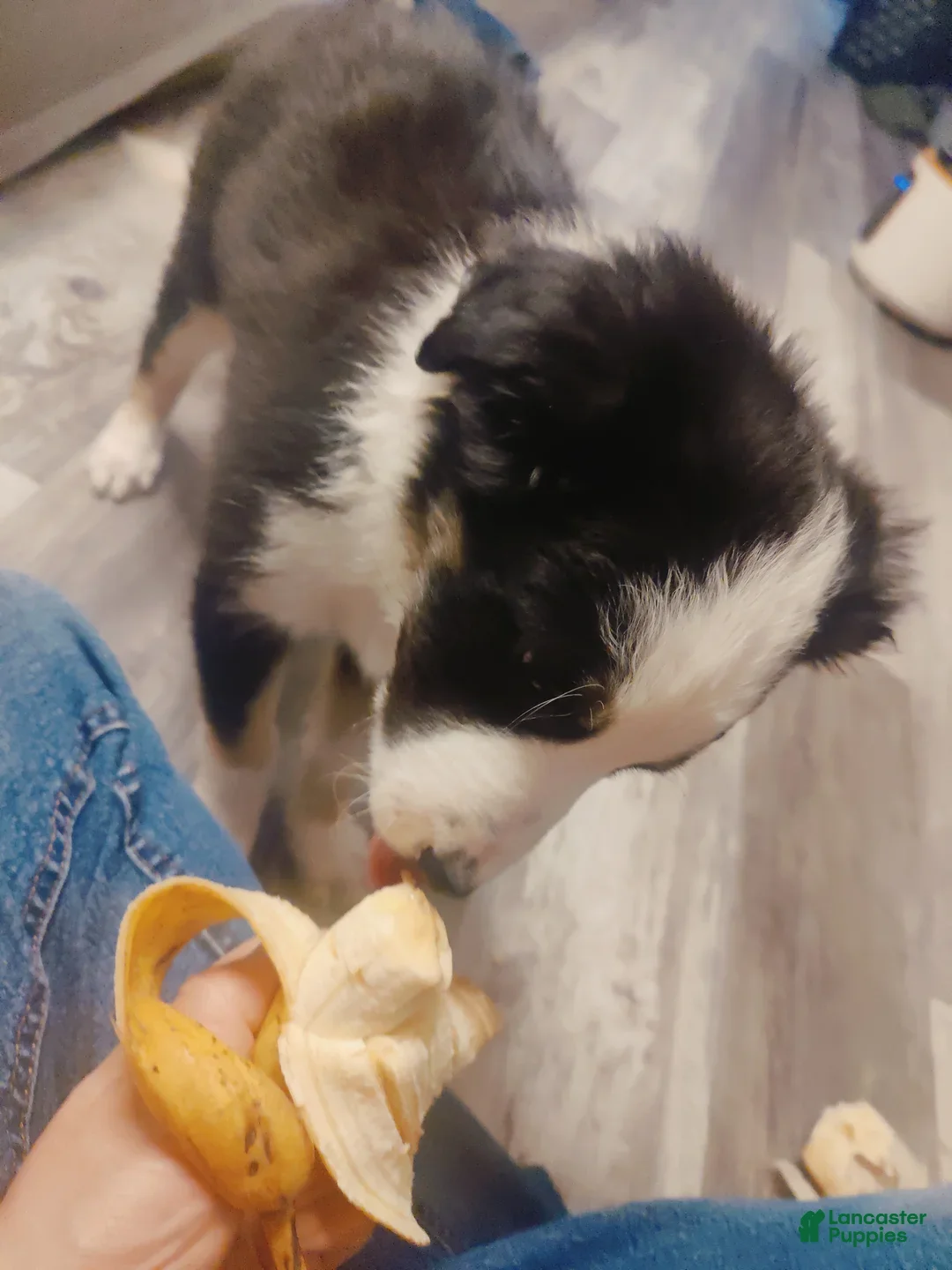 Border Collie dogs Matt - Ad 41