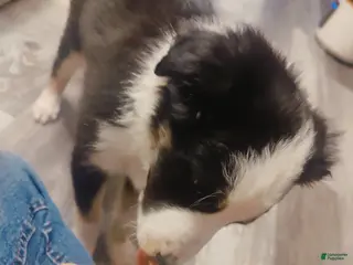 Border Collie dogs Matt - Ad 41