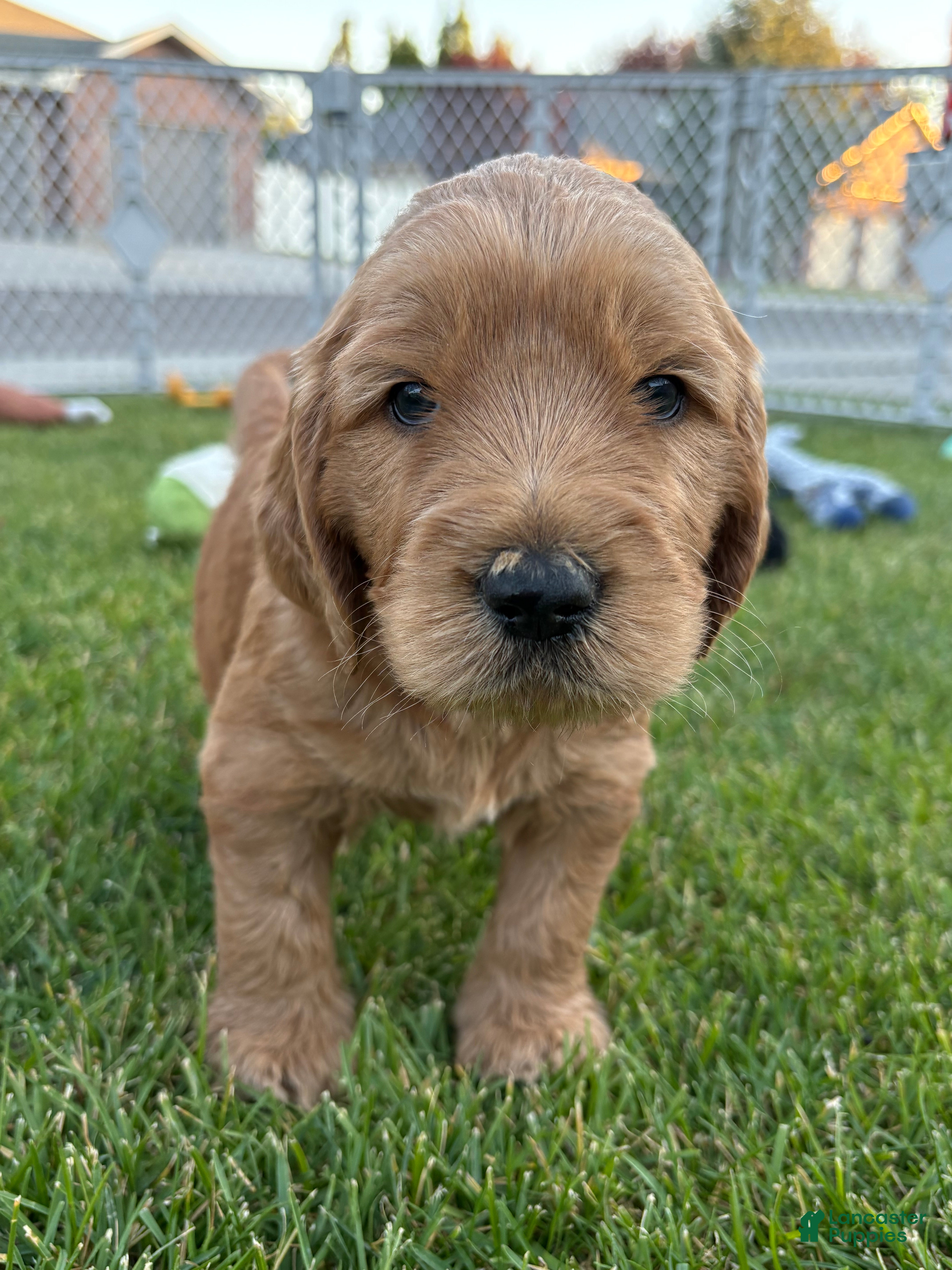 Goldendoodle dogs Peanut  - Ad 1