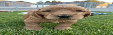 Peanut 