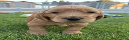 Goldendoodle dogs for sale: Peanut  - Ad 1