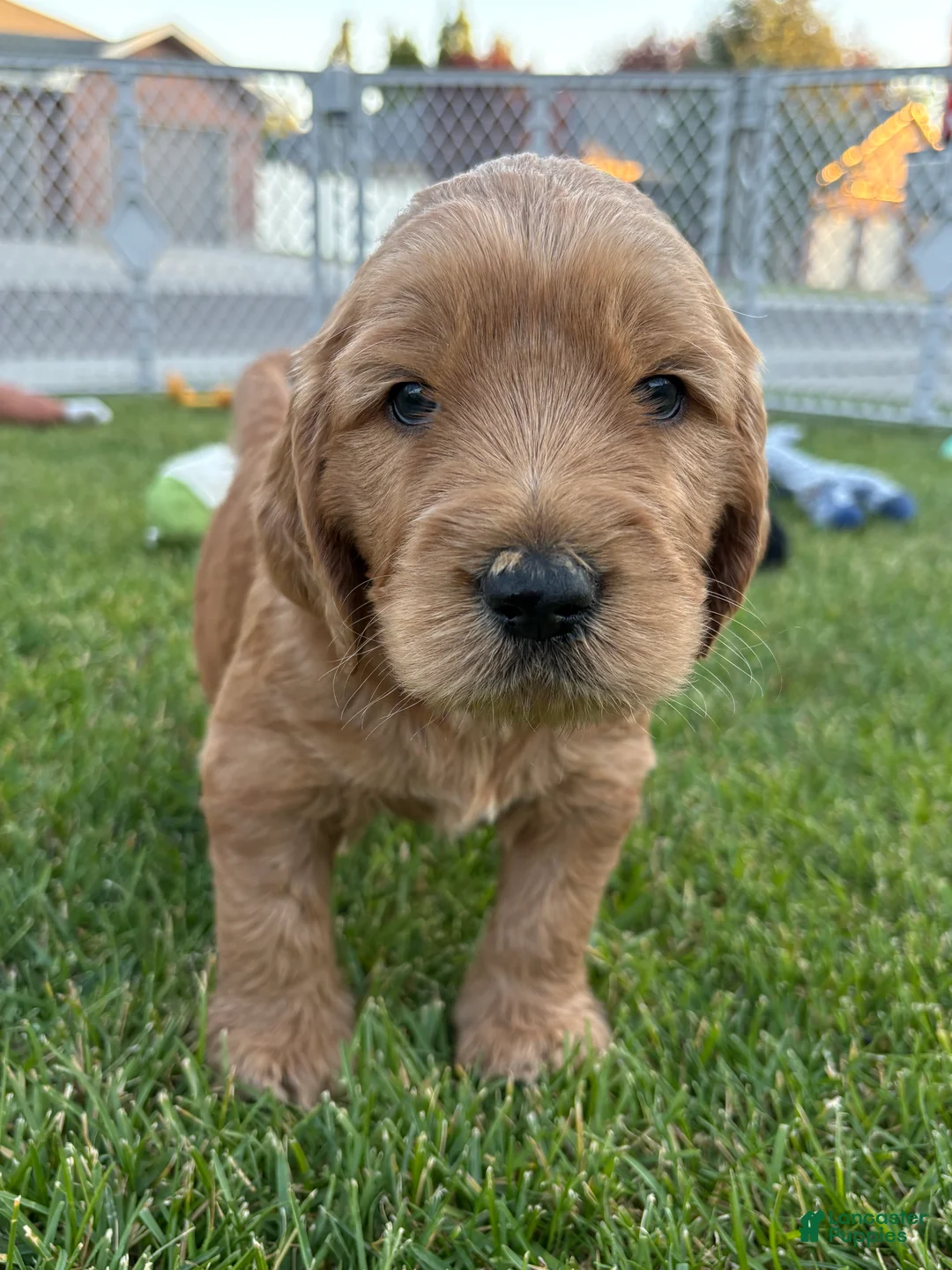 Goldendoodle dogs for sale: Peanut  - Ad 1
