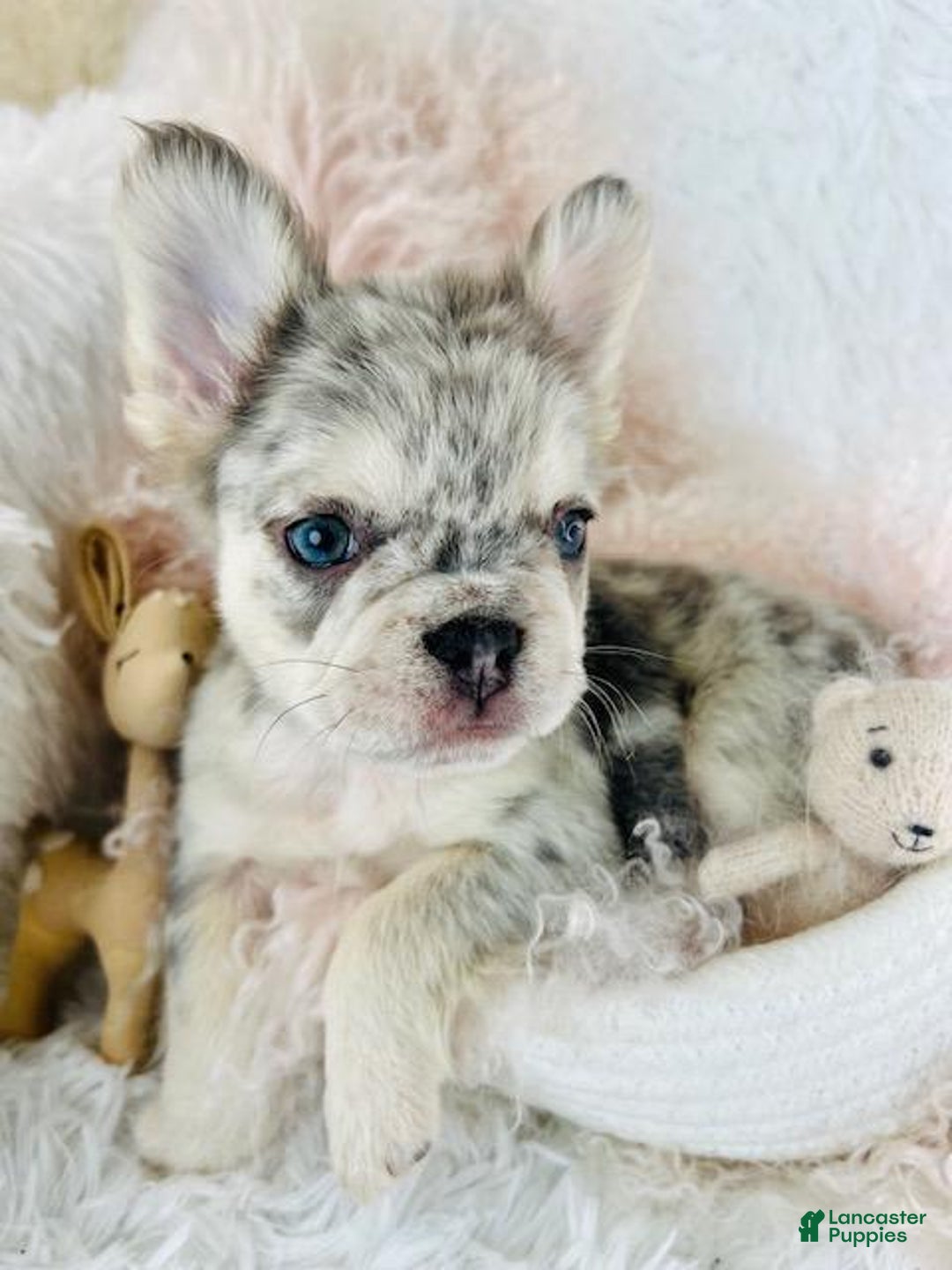 French Bulldog dogs for sale: FLUFFY Mini French Bulldog Puppy - Ad 3