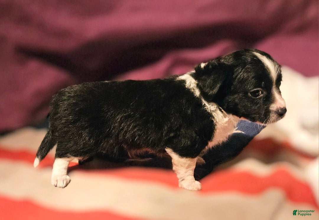 Chihuahua dogs for sale: Freddie - Ad 5