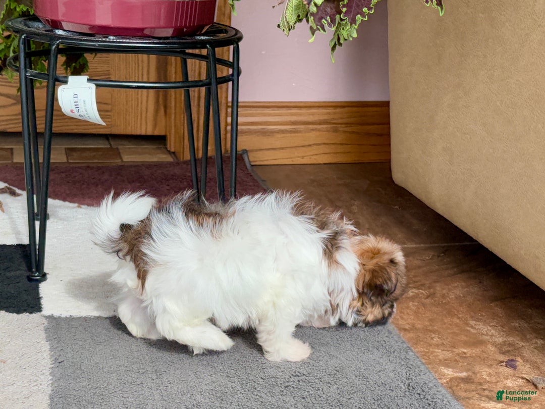 Havanese dogs for sale: Female 2 - Ad 6