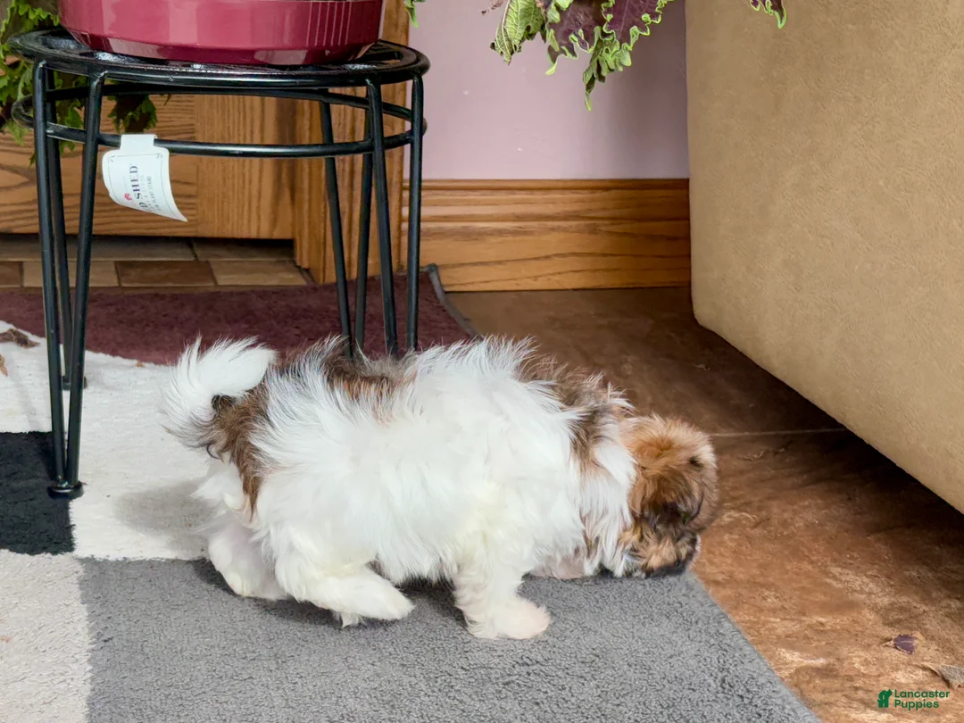 Havanese dogs for sale: Female 2 - Ad 6