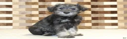 Miniature Schnauzer dogs for sale: Teddy - Ad 4