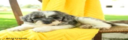 Mini Bernedoodle dogs for sale: Carter - Ad 2