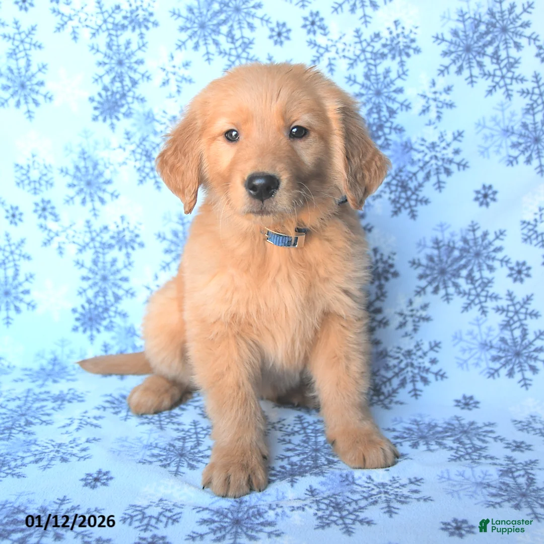 Golden Retriever dogs for sale: Lucy - Ad 2