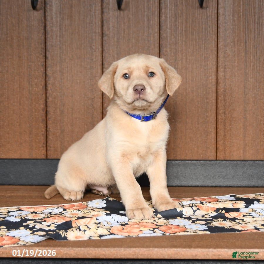 Labrador Retriever dogs Wesley - Ad 16