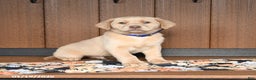 Labrador Retriever dogs for sale: Wesley - Ad 1
