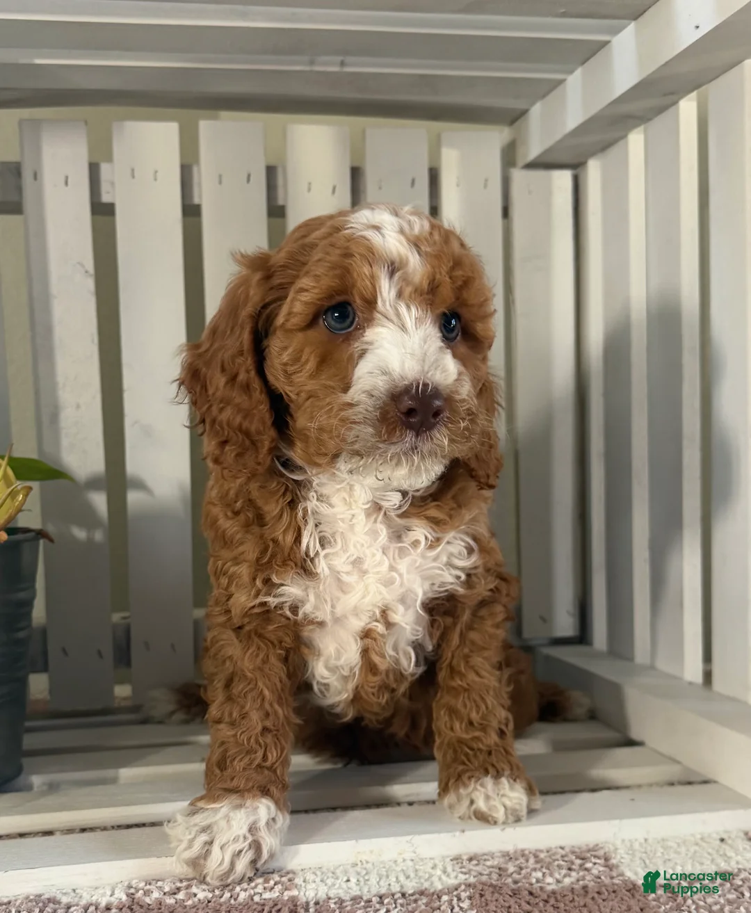 Cavapoo dogs for sale: Ace - Ad 2