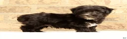 Yochon dogs for sale: Ollie - Ad 5