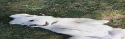 Great Pyrenees dogs for sale: Quincy - Ad 1