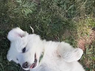 Great Pyrenees dogs for sale: Quincy - Ad 2