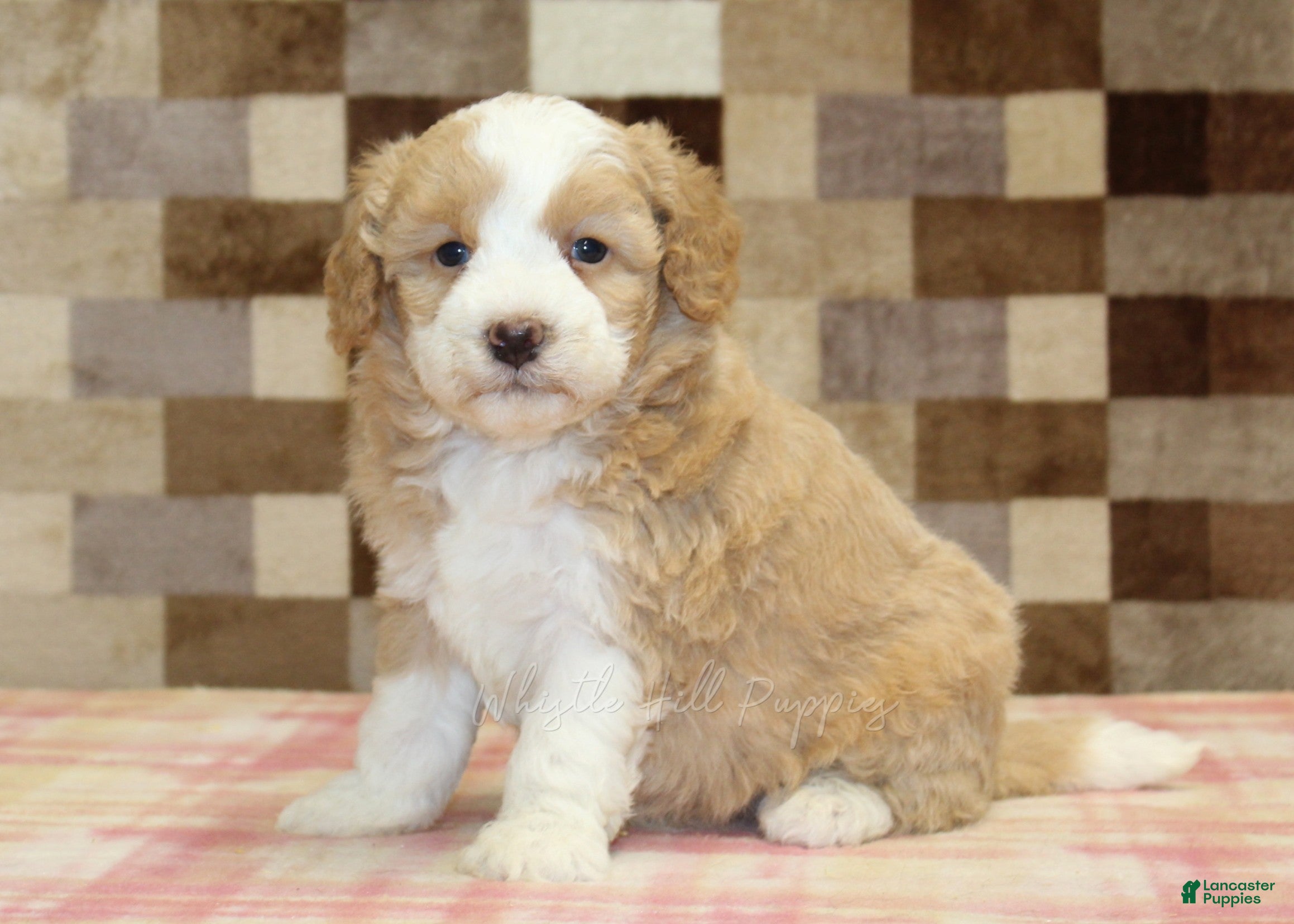 Mini Bernedoodle dogs Honey - Ad 1