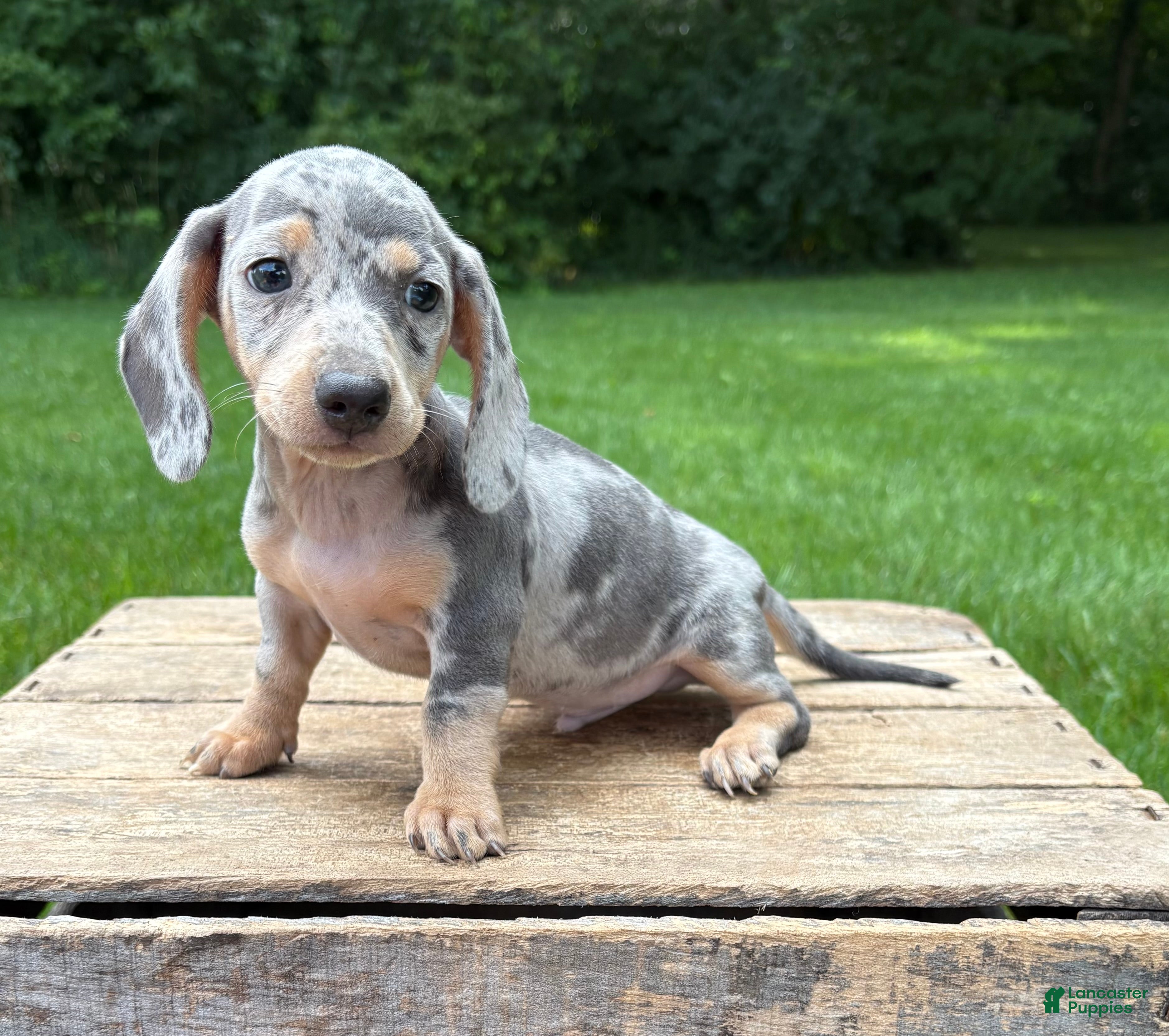 Miniature Dachshund dogs Zephyr - Ad 2
