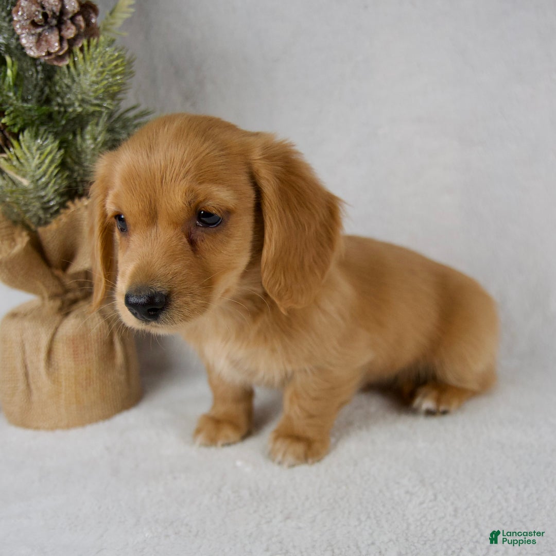 Miniature Dachshund dogs for sale: Stella - Ad 9