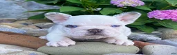 French Bulldog dogs for sale: Bullet - Ad 3