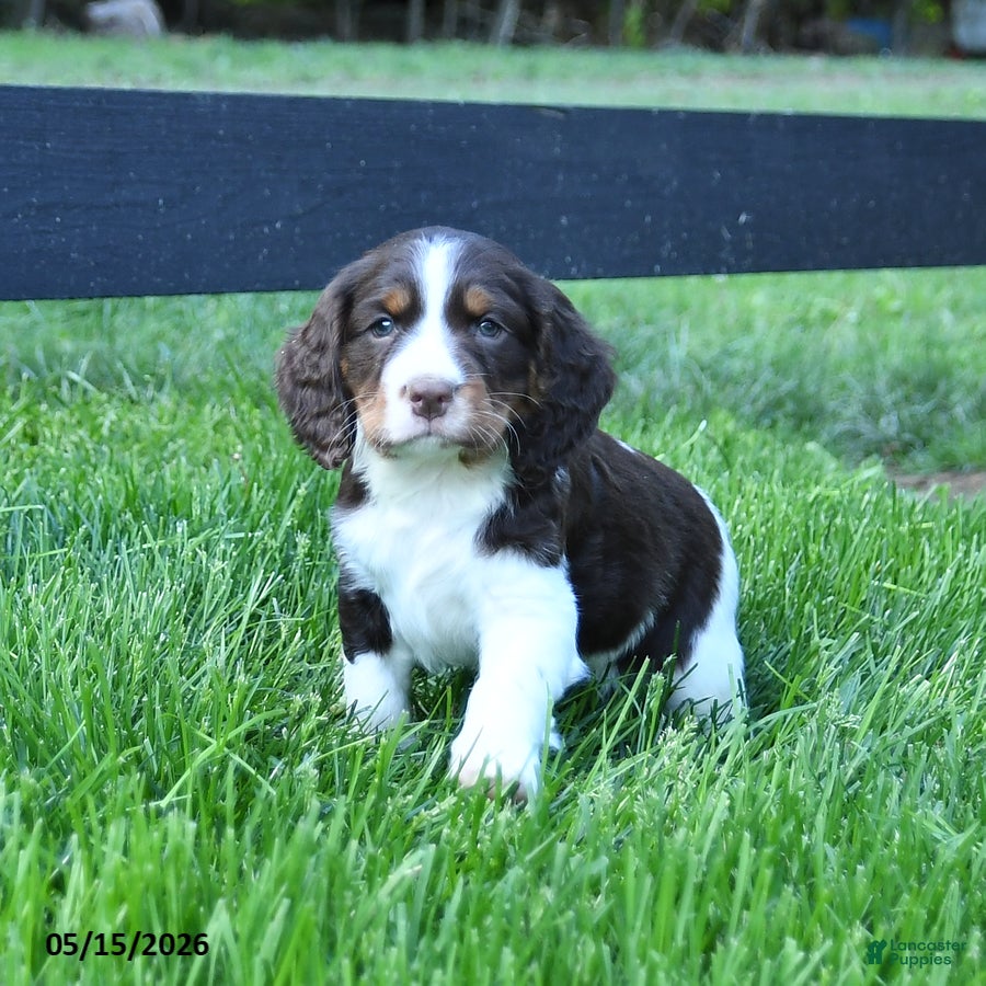 English Springer Spaniel dogs Ginger - Ad 2