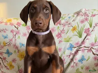 Doberman Pinscher dogs for sale: Val-NOT AMISH - Ad 2