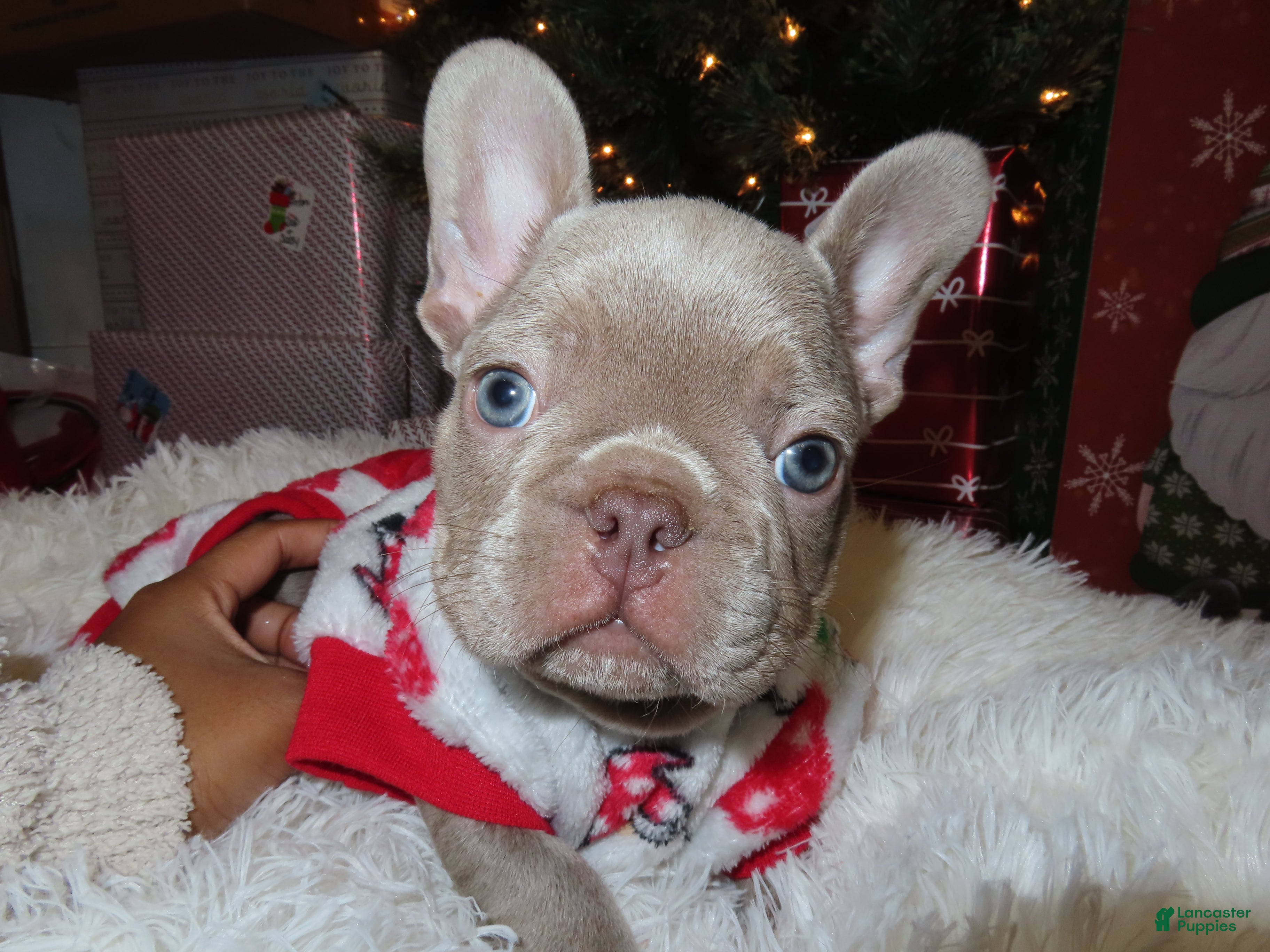 French Bulldog dogs Romeo - Ad 16