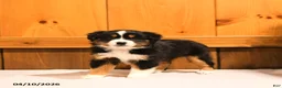 Miniature Australian Shepherd dogs for sale: Kasper - Ad 2