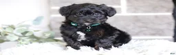 Yorkiepoo dogs for sale: Bentley - Ad 11