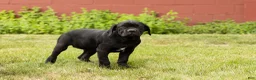 Cane Corso dogs for sale: Maple  - Ad 4