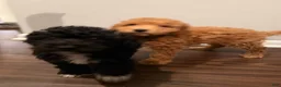 Miniature Poodle dogs for sale: BLUEBERRY  - Ad 6