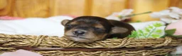 Yorkiepoo dogs for sale: Boris  - Ad 4