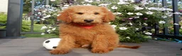 Mini Goldendoodle dogs for sale: Theo (medium) - Ad 5