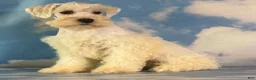 Schnoodle dogs for sale: Pongo - Ad 6