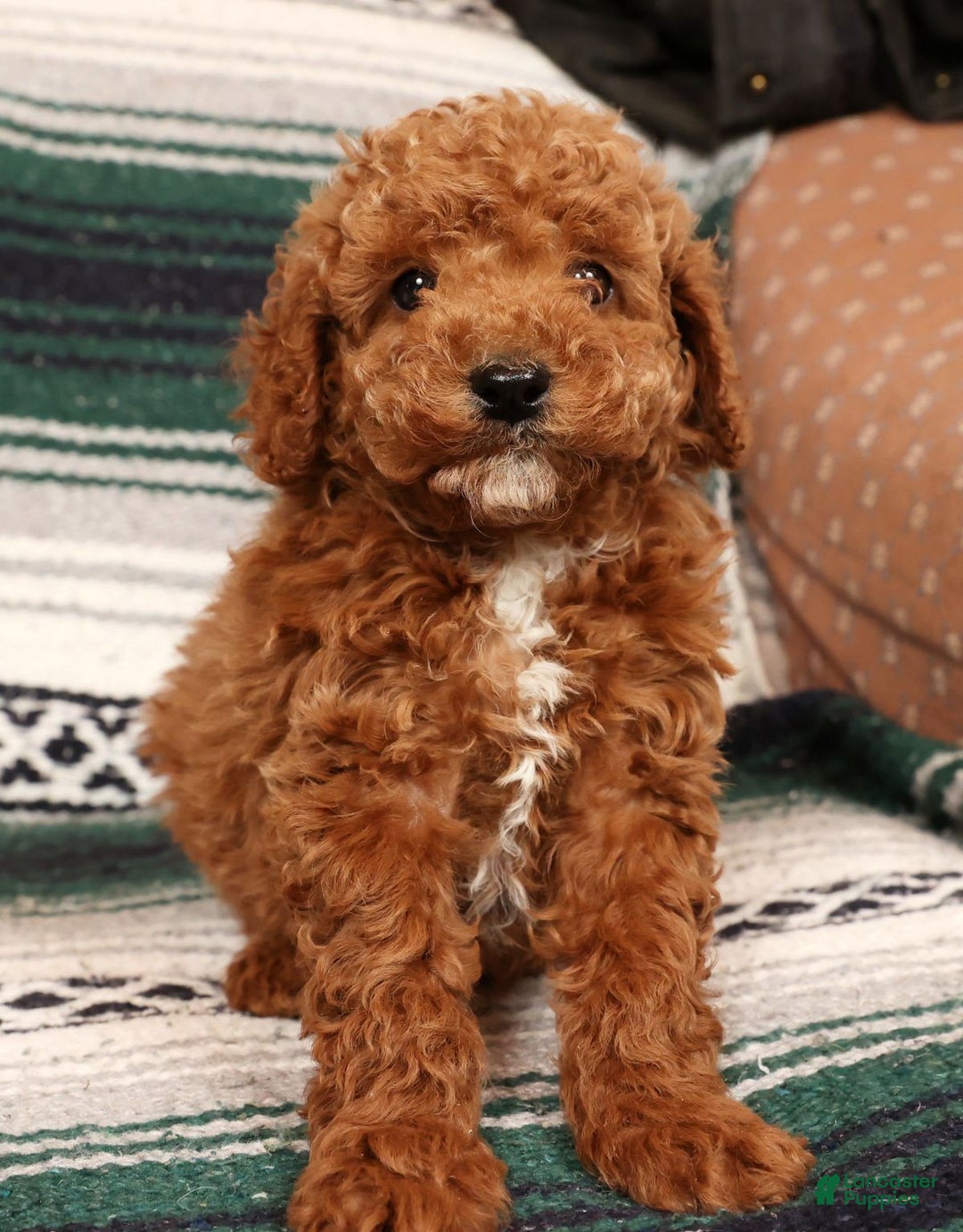 Mini Goldendoodle dogs for sale: Jay - Ad 6
