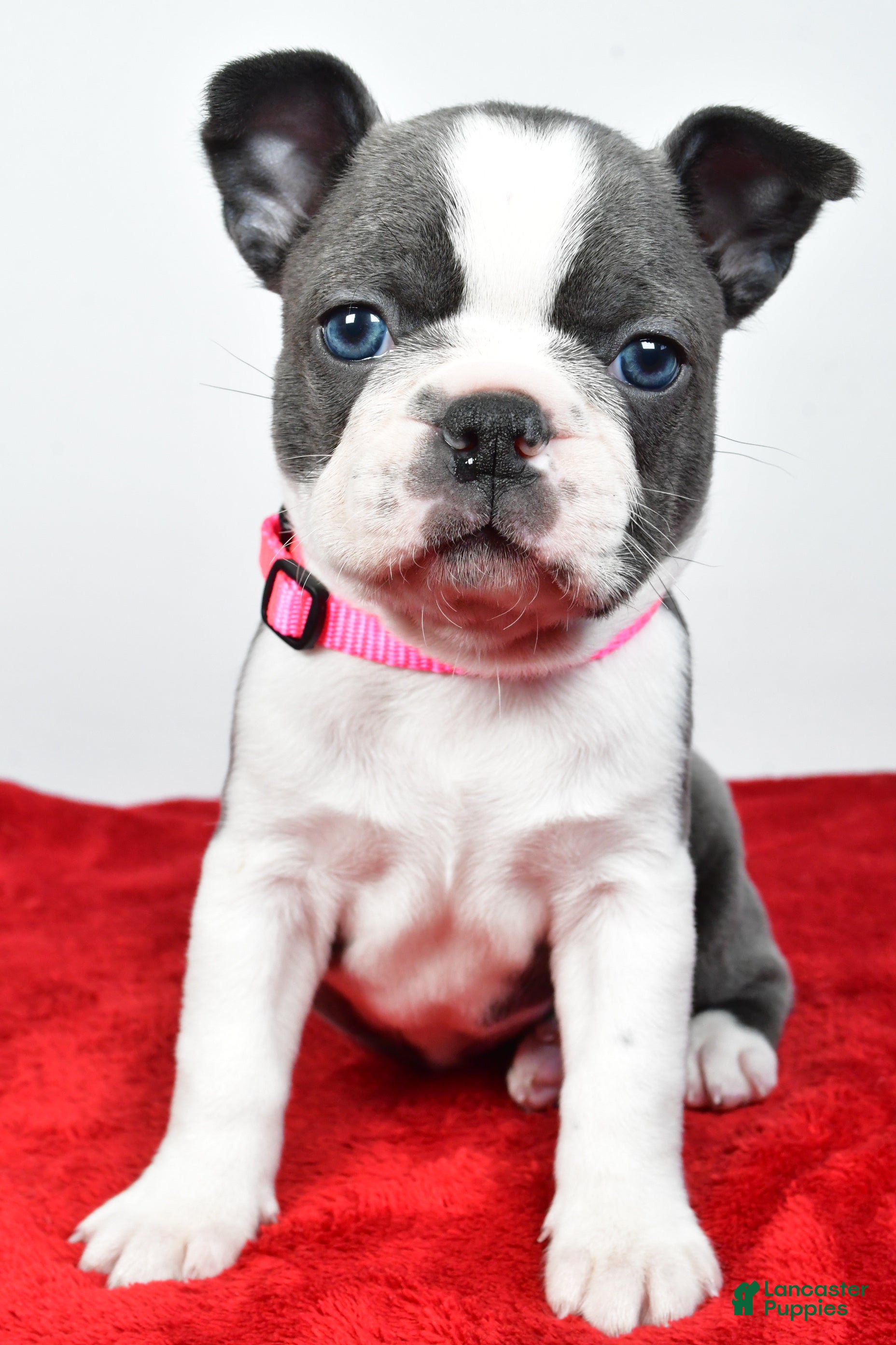 Mixed Breed dogs Lola - Ad 1