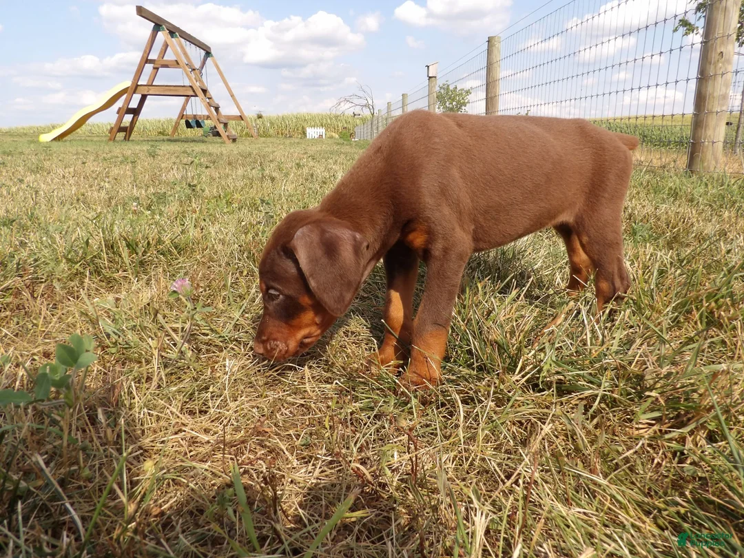 Doberman Pinscher dogs for sale: Mia - Ad 2