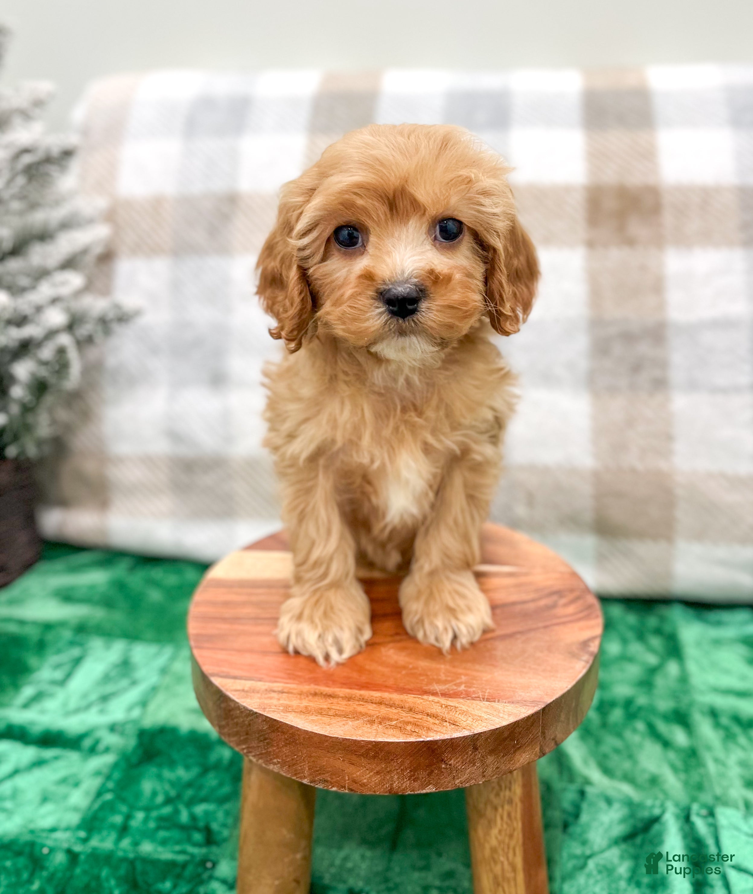 Cavapoo dogs Trent - Ad 31