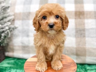 Cavapoo dogs Trent - Ad 30