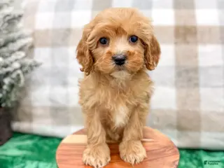 Cavapoo dogs Trent - Ad 41