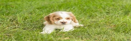 Cocker Spaniel dogs for sale: Cooper  - Ad 7