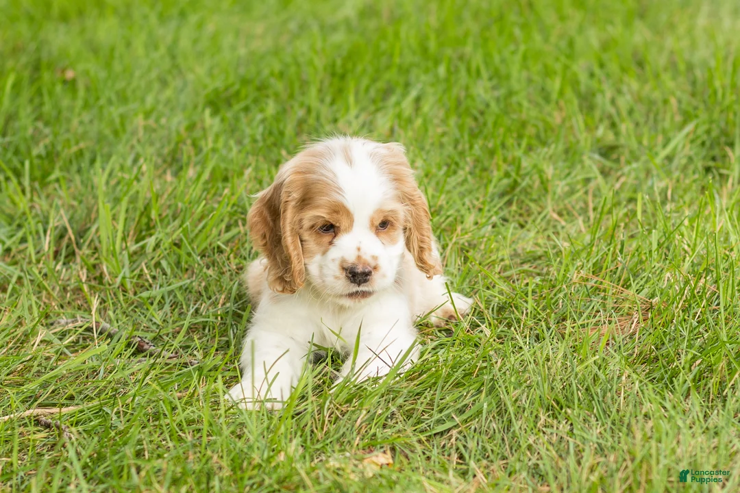 Cocker Spaniel dogs for sale: Cooper  - Ad 7