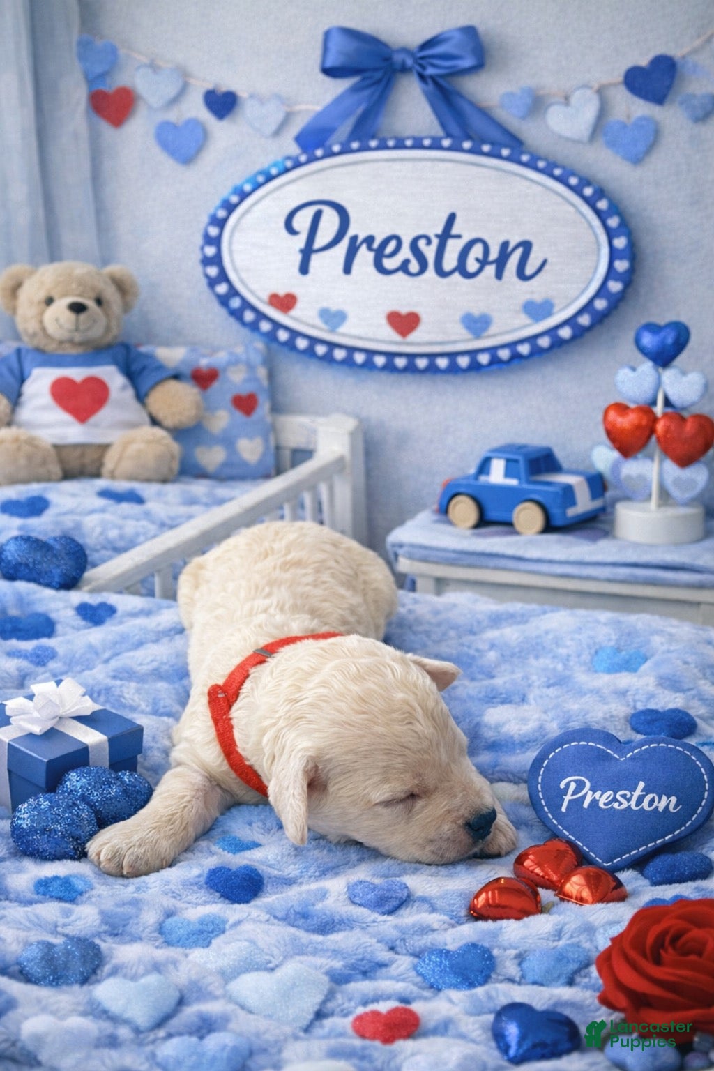 Cockapoo dogs Preston - Ad 2