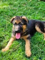 German Shepherd Puppy 4