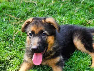 German Shepherd dogs German Shepherd Puppy 4 - Ad 25